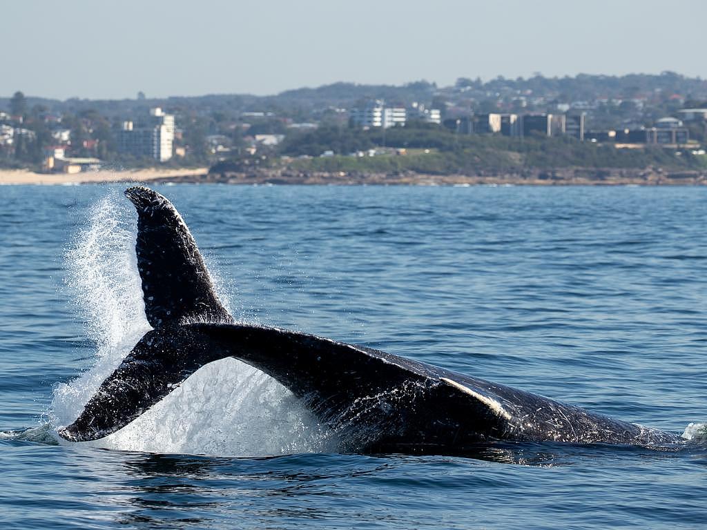 Whale watchers said the animal was a young male on its first solo migration. Picture: Rachelle Mackintosh/Whale Watching Sydney
