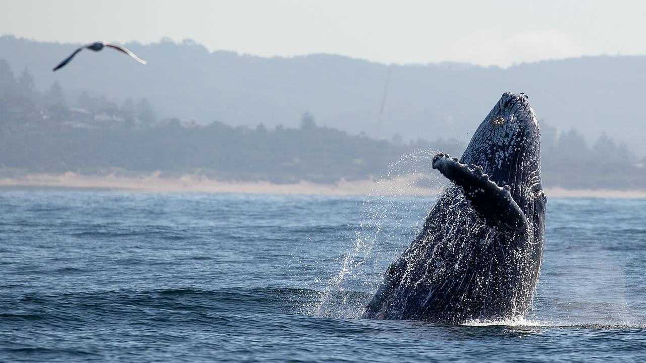 The first breaching whale spotted of the season 2024. Picture: Rachelle Mackintosh/Whale Watching Sydney
