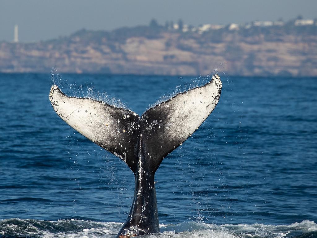 The whale was breaching within view from Sydney’s east coast. Picture: Rachelle Mackintosh/Whale Watching Sydney