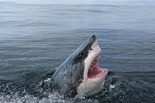 晨泳突失踪，澳洲63岁妇遭鲨鱼一口吞！同伴吓坏：没听到尖叫声（图）