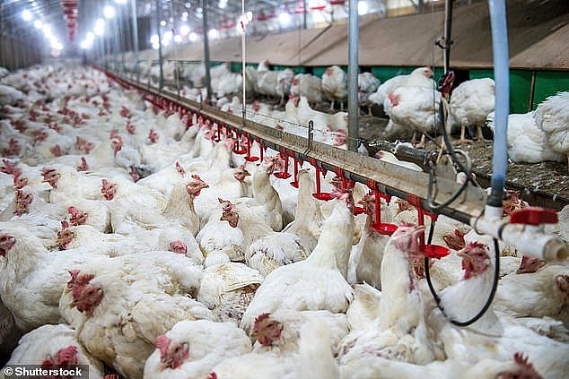 All bird species are thought to be susceptible to the deadly H5N1, which has also been detected in more than 50 mammal species, including humans. Chickens are pictured in a factory farm
