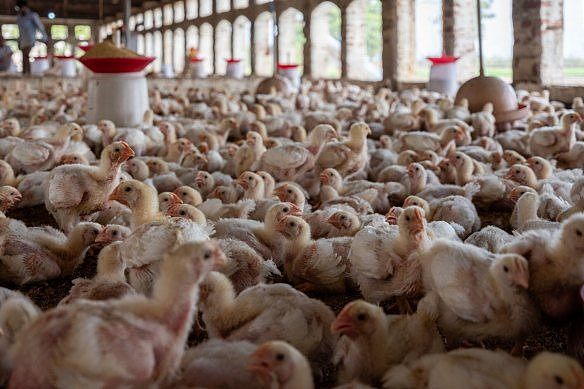 A highly pathogenic form of bird flu can emerge when it mutates within high-density poultry flocks.