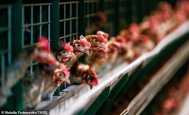 Bird flu has resulted in several poultry deaths but health officials have stated the strain of the disease detected, is not virulent and people should not be concerned about poultry products sold in supermarkets (pictured stock image)