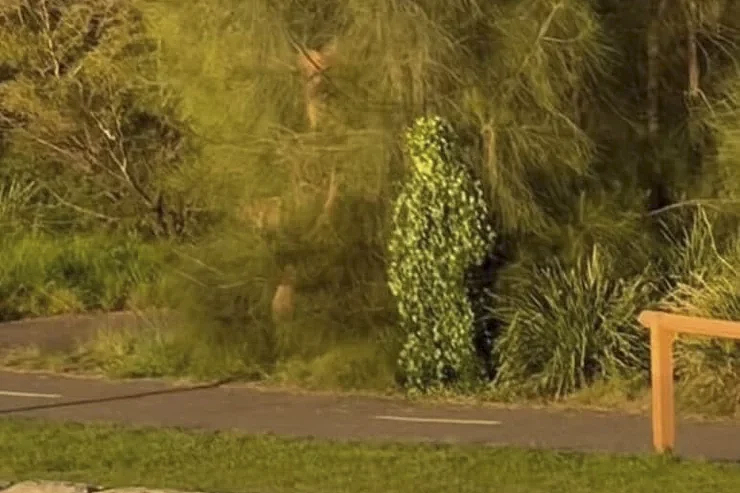 穿吉利服躲灌木丛恶搞，悉尼男子吓坏多名路人！警方介入（视频/图） - 2