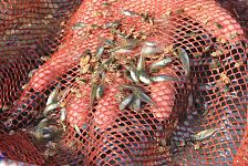 澳洲鱼在中国受欢迎，五万尾金鲈鱼苗起运出口（图）