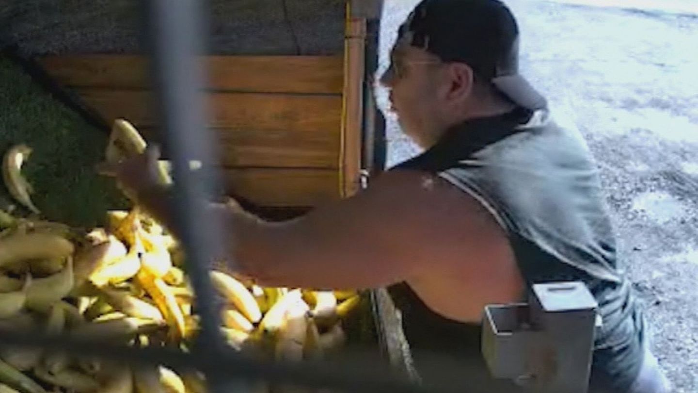 澳男开玛莎拉蒂豪车偷香蕉，无耻行径全被拍下！“连吃带拿”连胳膊都托不住（视频/组图） - 2