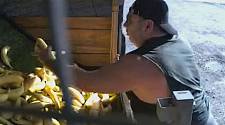 澳男开玛莎拉蒂偷香蕉，全被拍下！接近致命水平，堪培拉男子酒驾被拦下，呼气测试结果令人心惊（组图）
