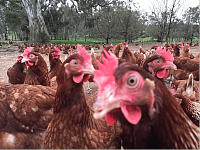 澳洲第三家养殖场宣布爆发禽流感！80,000只鸡将全数销毁，源头仍在追查（图）