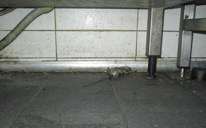 A rat found in Nando's Willetton