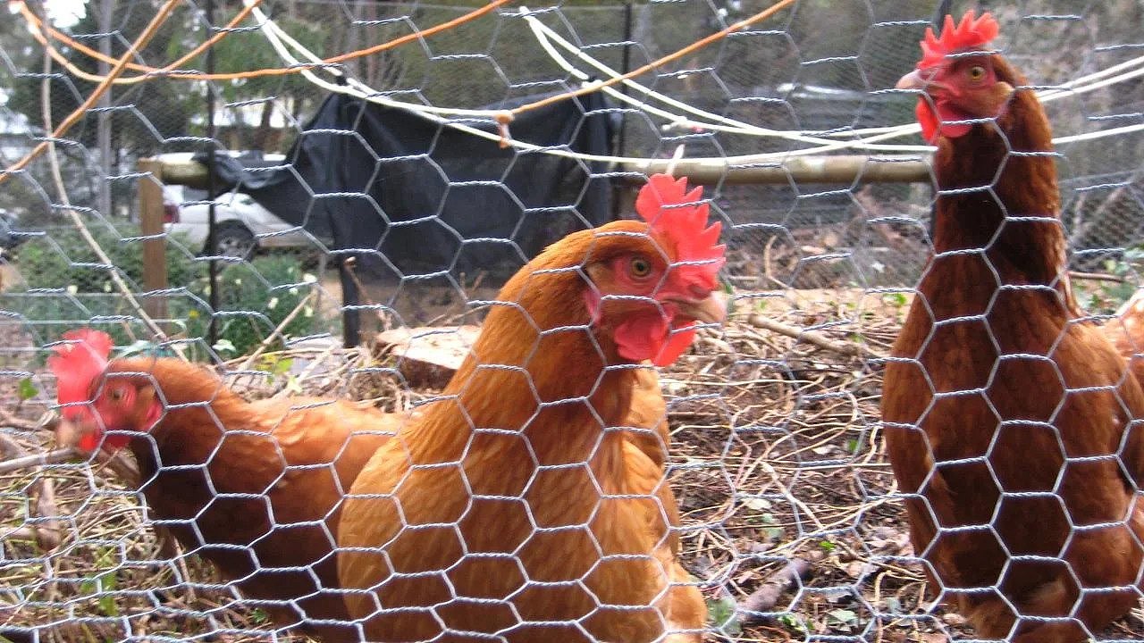 澳洲禽流感大爆发，第五个养殖场宣布“沦陷”！所有鸡只将被扑杀（组图） - 2