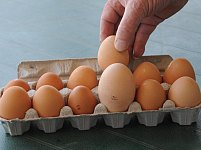 禽流感在澳肆虐，多地Coles鸡蛋限购！60万只鸡恐被扑杀（组图）