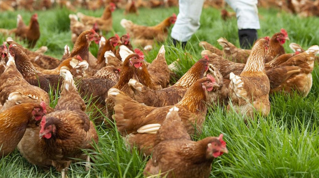 禽流感在澳肆虐，多州爆发“鸡蛋危机”！超50万只鸡被安乐死（组图） - 2