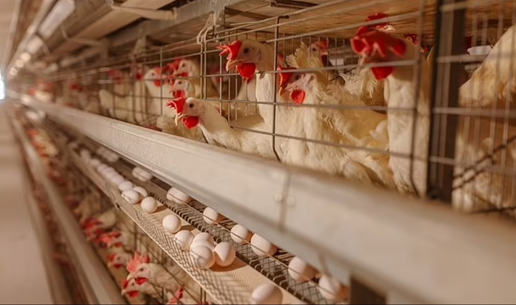 澳洲爆发禽流感引民众担忧！吃鸡肉和鸡蛋会被感染吗？一文告诉你答案（组图） - 3