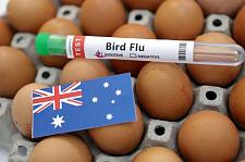 限购！澳洲没鸡蛋啦，禽流感大爆发，60万只鸡恐被扑杀...（组图）
