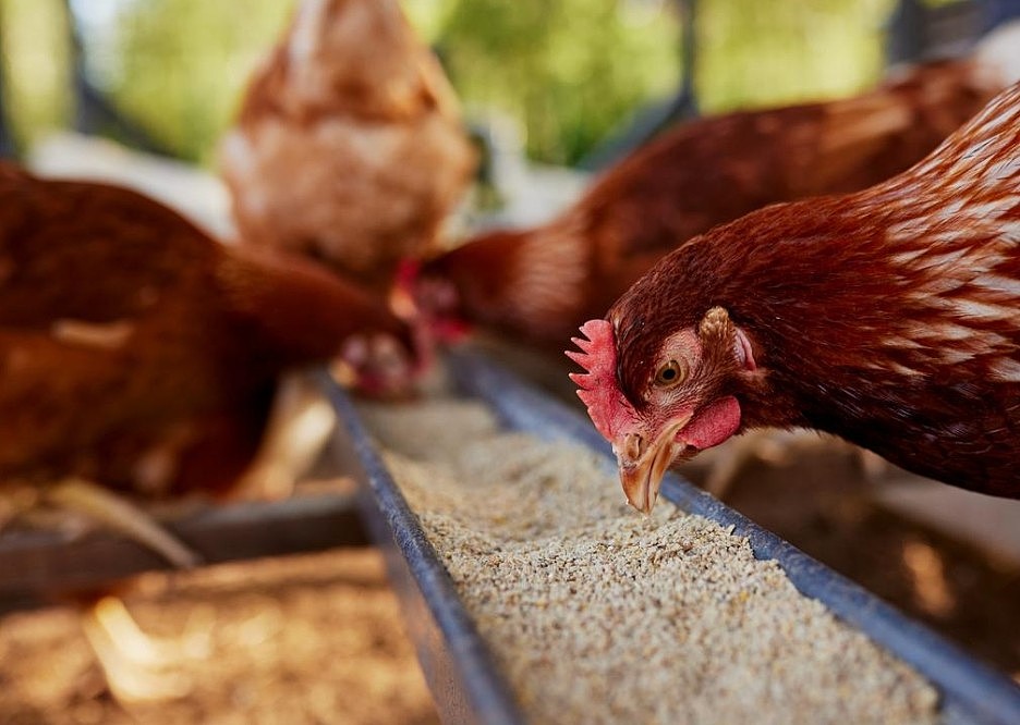 禽流感在澳肆虐，Costco也对鸡蛋限购！当局承诺：不会出现短缺（组图） - 2