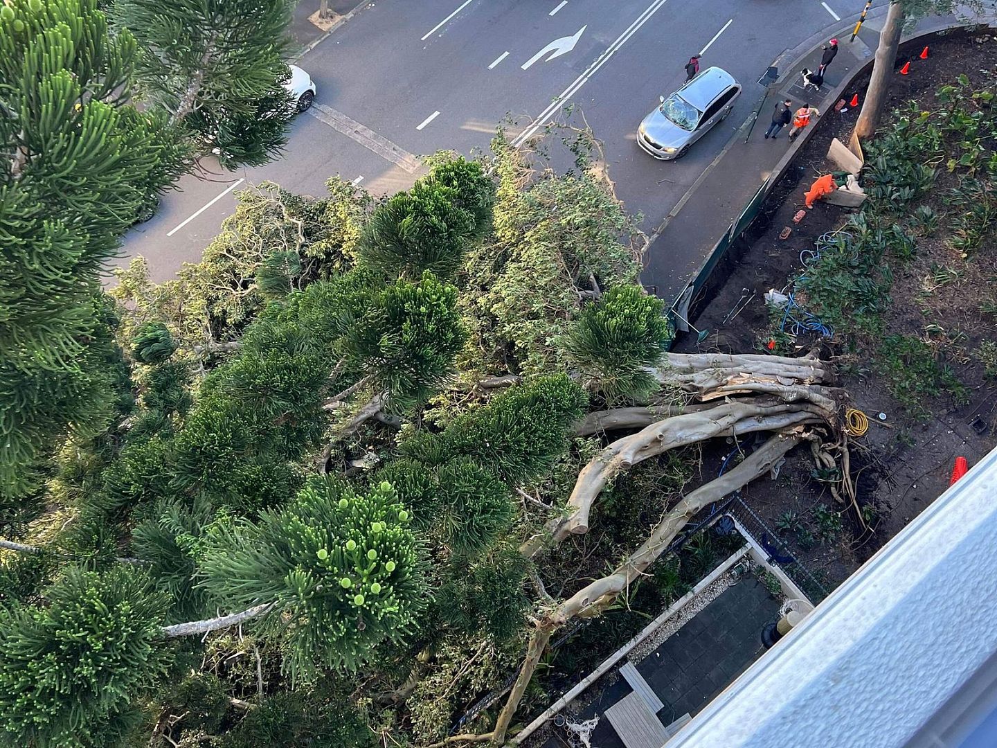 狂风席卷悉尼！大树连根拔起倒在路上，引发交通堵塞，司机注意绕行（视频/图） - 2