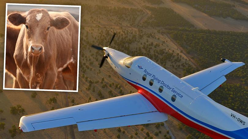 一架皇家飞行医生服务飞机在皮尔巴拉降落时撞上了一头牛。