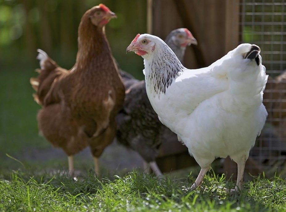 悉尼养殖场检测到禽流感！8000只家禽染疫死亡，政府宣布进入紧急状态（组图） - 2