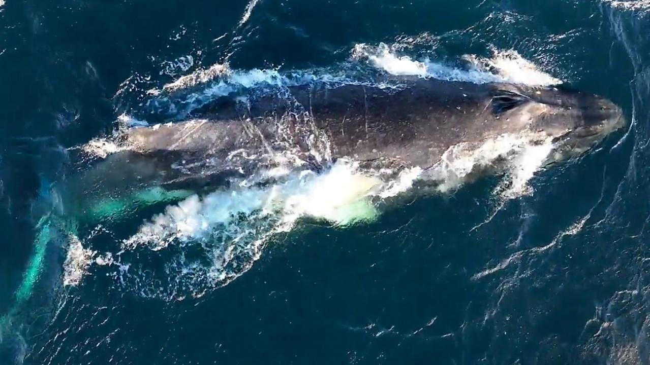 Sea World whale rescuers have performed their second dramatic liberation of a stricken humpback off the Northern NSW coast in a week. Picture: ORRCA