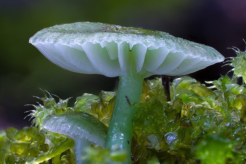 这种黏糊糊的绿色蜡帽蘑菇只在澳大利亚和新西兰被发现。