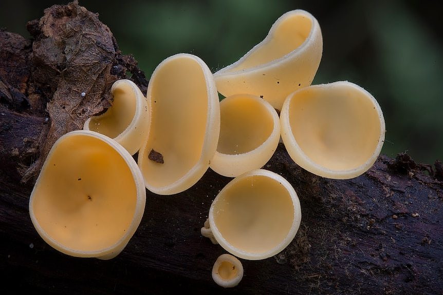 双孢蘑菇是木材的“回收者”。