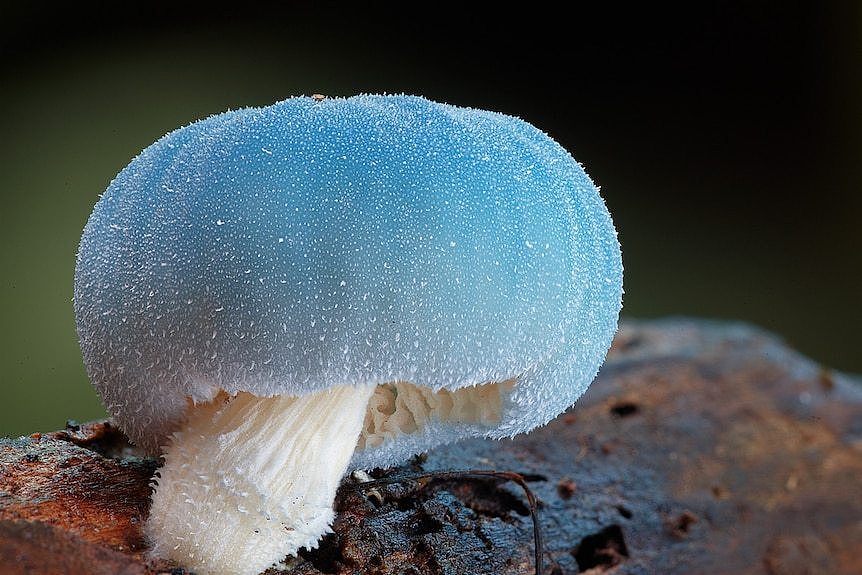蓝帽蘑菇由自然摄影师Stephen Axford于2012年发现。