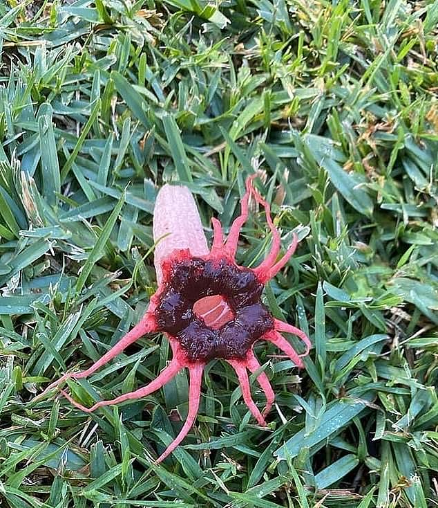A woman was shocked to find this stinkhorn fungus in her yard