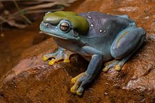 澳洲森林惊见诡异蓝色生物，头戴“绿帽”！学者：希望牠不要被吃掉（组图）