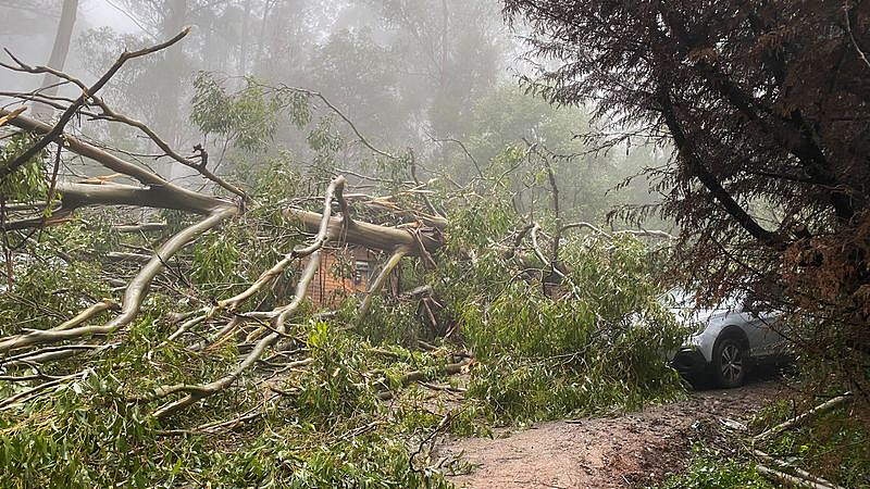 维州多地迎狂风暴雨！民宅遭大树砸中屋顶坍塌，一家6口幸免于难（组图） - 2