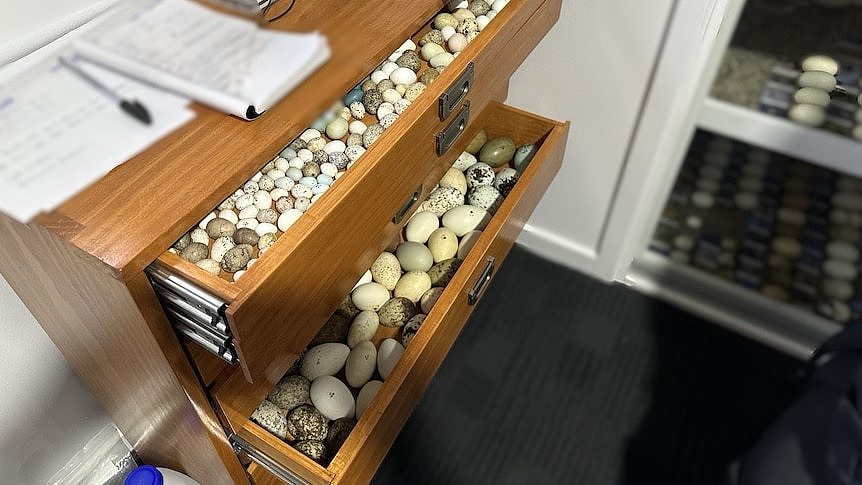 Two drawers full of hundreds of loose bird eggs.