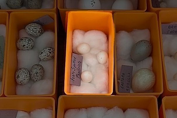 Eggs labelled as coming from the forty-spotted pardalote in a drawer