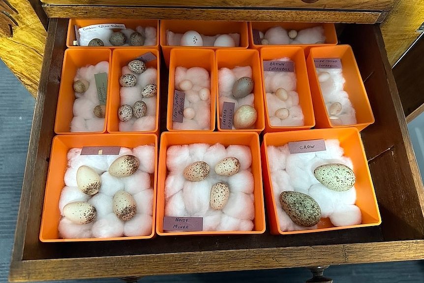 Labelled bird eggs in a drawer.