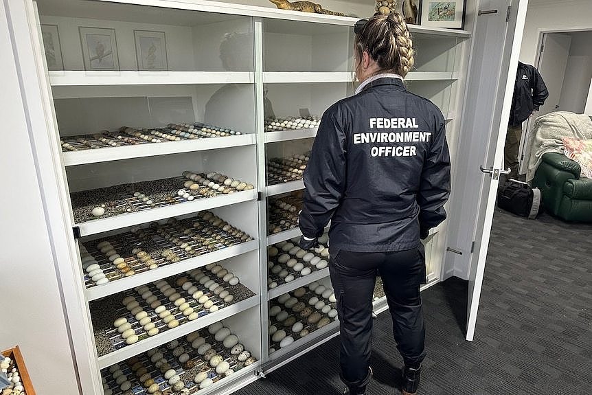 A federal officer stands and looks at 10 shelves full of bird eggs neatly in a row with labels.