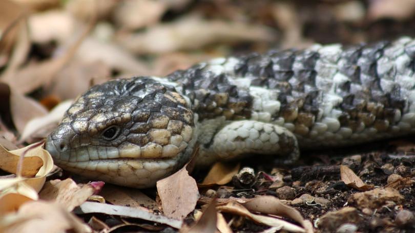 A zoology student who claims to love animals tried to smuggle three lizards out of WA by cable-tying one in a sock and hiding it in a box with two other small reptiles and several toys, a court was told.