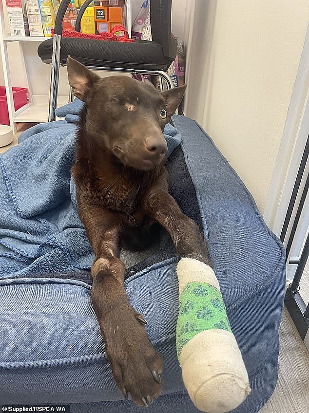 The resident was banned from owning a dog for 10 years and was ordered to pay $95,000 after concerns were raised over the welfare of the pooches (pictured, Wally the kelpie)