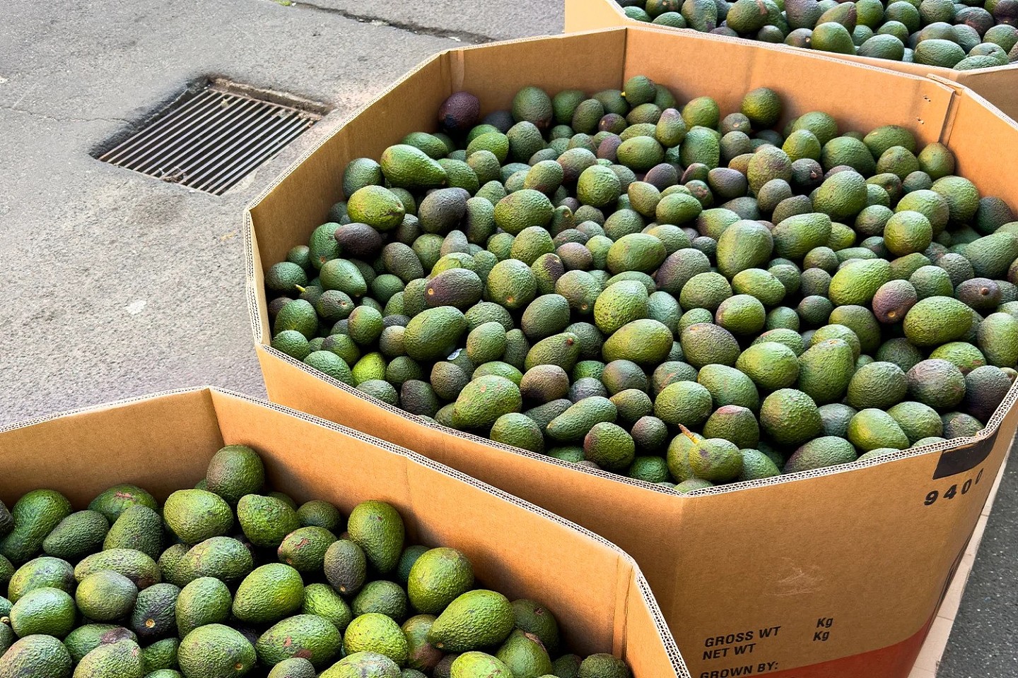 An image taken at a Queensland farm earlier this month shows a whopping 1,600 kilos avocados dumped for landfill because they were rejected due to having minor marks.