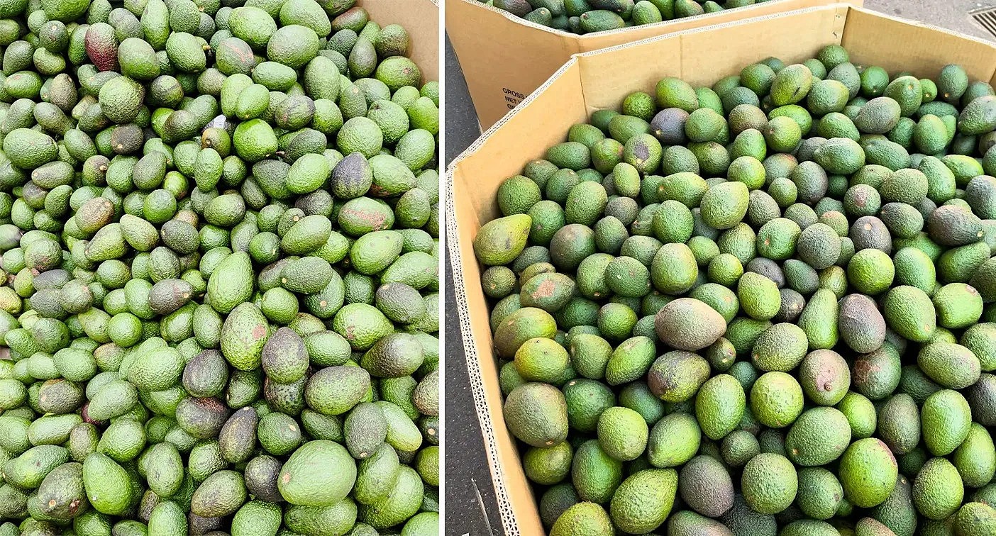 Images taken at a Queensland farm earlier this month shows a whopping 1600 kilos avocados dumped for landfill because they were rejected due to having minor marks,