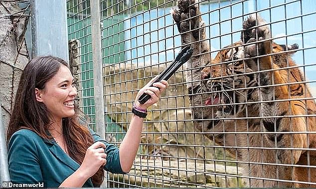 A woman has been rushed to hospital after being attacked by a tiger at Dreamworld on the Gold Coast (pictured, a woman tong feeds a tiger at the Queensland theme park)