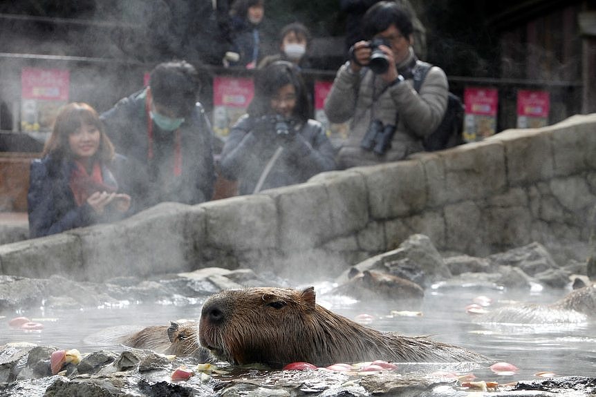 Capybara in hot springs in Japan. 