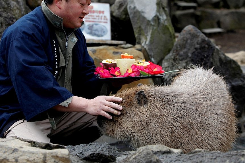 A zookeeper pats a capybara as he prepares to give the capybaras some vegetables.