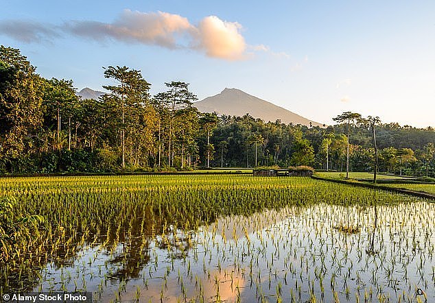 Pictured: Rice Terraces at sunrise in Lombok, Indonesia. In 1948, the country's first president, Achmed Sukarno, coined the 'free and active' term to refer to their foreign policy.