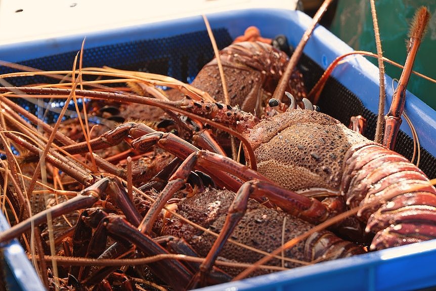 A crate of western rock lobsters