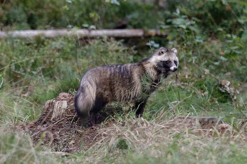 A racoon dog stands in a forest setting.