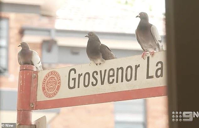 Two more pigeons were spotted perched on a nearby street sign, watching the store, and an opportunity to get inside.