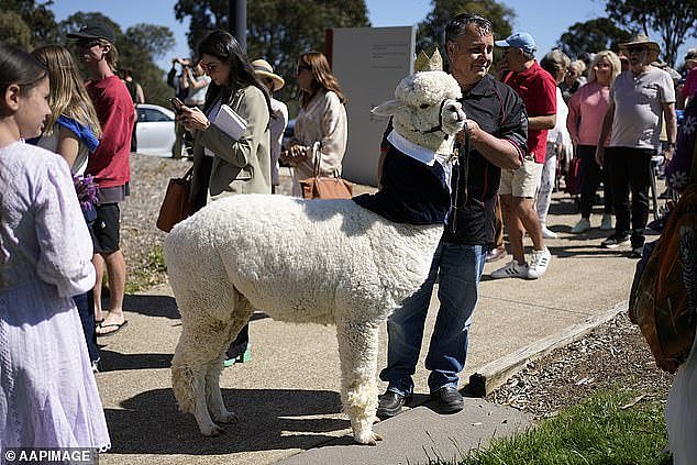 The animal, named Hephner, was among the crowds waiting to greet them at an Australian war memorial and sported a shirt and waistcoat with a bow tie - and even a gold crown perched on top of his woolly head