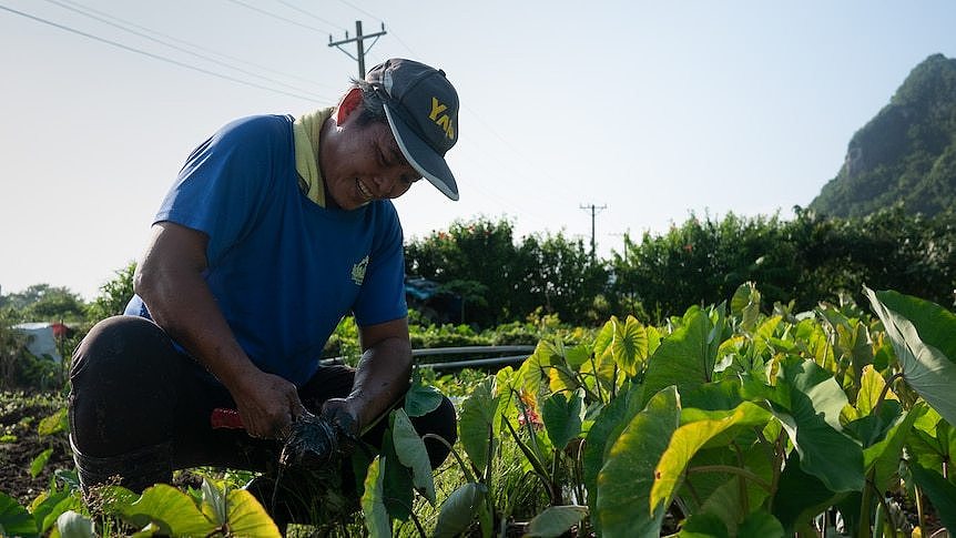 A man crouching in a field picking fruit from plants