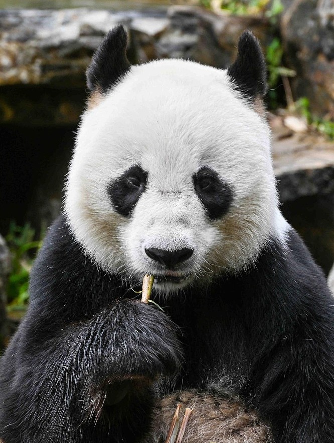 旅澳大熊猫旺旺和福妮即将返华，今日最后一天“营业”！澳人依依不舍：说再见很难过（组图） - 3