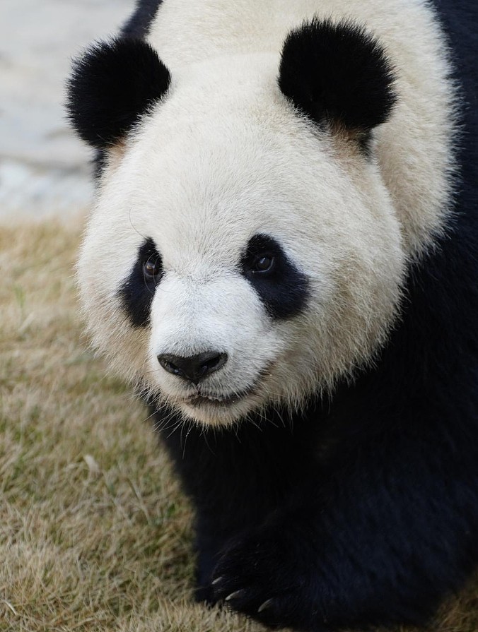 旅澳大熊猫旺旺和福妮即将返华，今日最后一天“营业”！澳人依依不舍：说再见很难过（组图） - 5