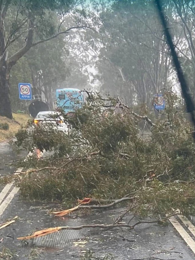 狂风暴雨来袭，悉尼大面积断电！近2000户仍未恢复，树木倒地致道路封闭（组图） - 3