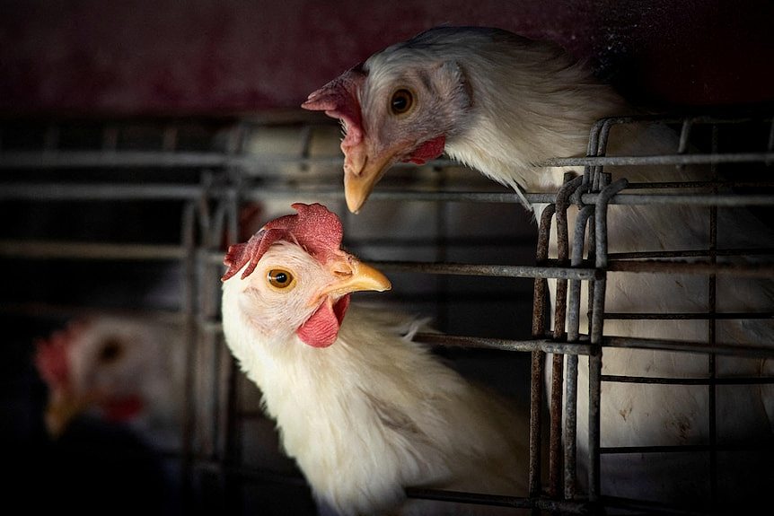 Chickens stick their heads out from cages at a farm.